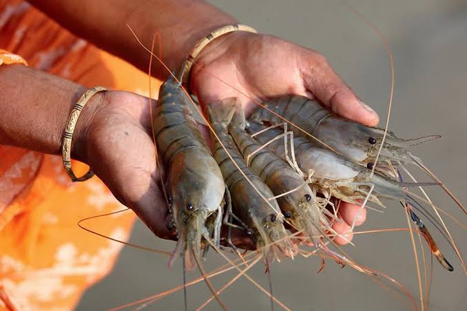 Best Business Ideas: How to Start Jhinga fish business